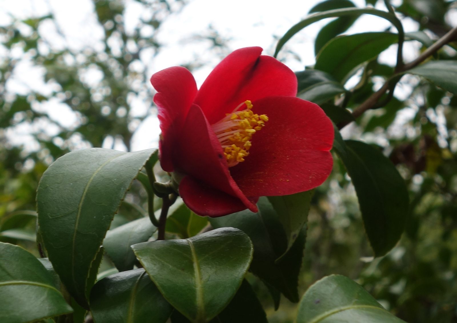 松花堂庭園のつばきの種類一覧 松花堂庭園つばきマップ 松花堂庭園 美術館