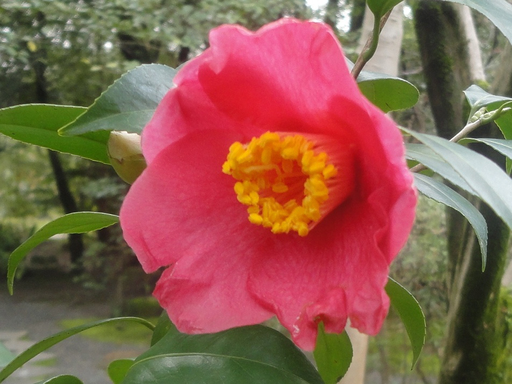 松花堂庭園のつばきの種類一覧 松花堂庭園つばきマップ 松花堂庭園 美術館